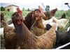 Затягат мерките срещу птичия грип в Русенско
