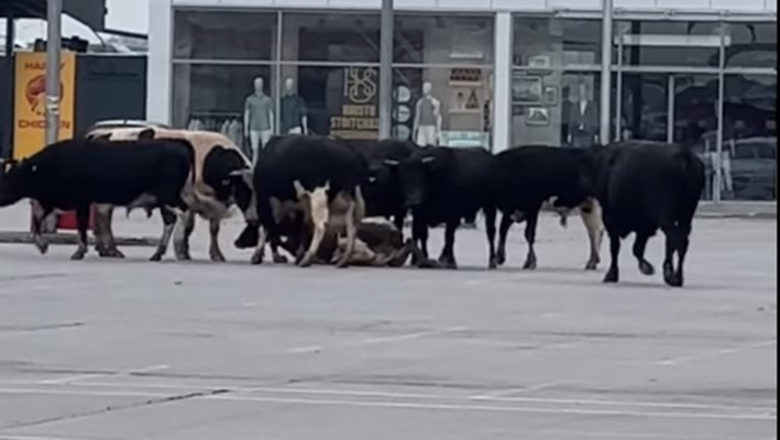 Стадо крави окупира паркинга на магазин в София
КАДЪР: facebook/Забелязано в София