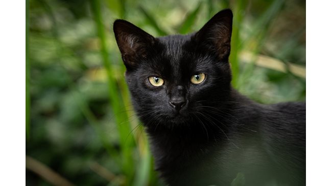 A cat saved a 7-member family from death in the Bosilegrad region