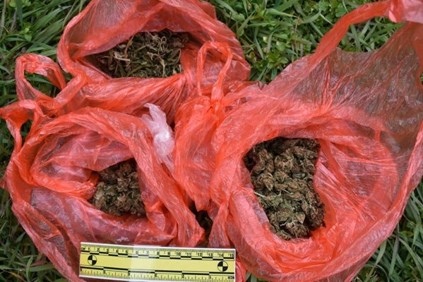 Иззетата при акцията в Новозагорско марихуана тежи 1,3 килограма.
