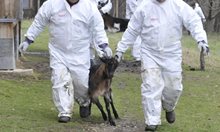 Африканската чума избива 22 хиляди прасета в Естония. През 2001 г. фермери в Англия се самоубиват, след като шап покосява 10 милиона животни в страната