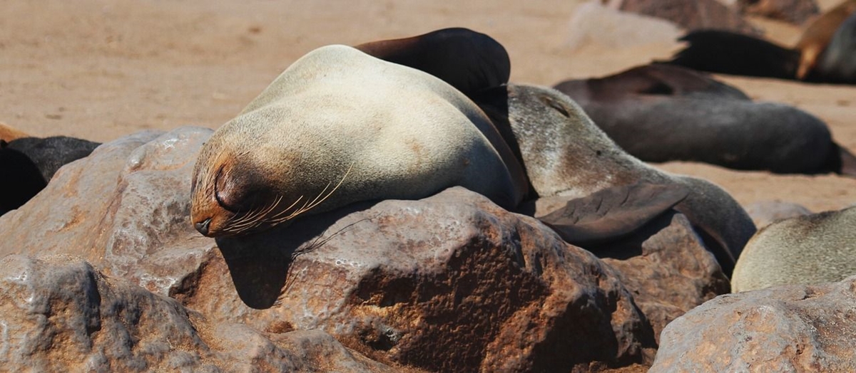 Близо 1700 станаха мъртвите тюлени, изхвърлени от Каспийско море