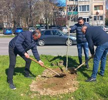 Булевард "България" в Пловдив става по красив със засадените дървета.