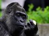 Вижте най-възрастната горила в света на 67 г. (Снимки)