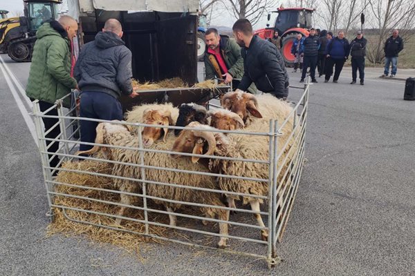 Днес на пътя към автомагистрала "Тракия" край село Гелеменово бяха докарани и овце