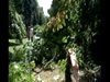 Дърво падна върху мъж в Борисовата градина в София