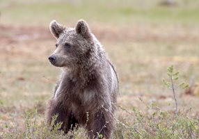 В смолянско село искат да отстрелят агресивна мечка, нападала телета
