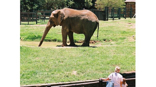 Слонът е една от атракциите на йоханесбургския зоопарк.
