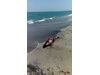 Пак мъртви делфини открити на Пясъчната коса в Поморие (Снимки, видео)