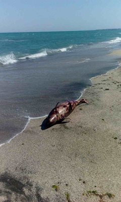 Един от мъртвите делфини е открит навътре в Пясъчната коса между Поморие и Апелой. Снимки:24 часа