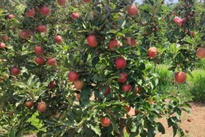 Гръцките градинари губят около 60% от реколтата си от ябълки