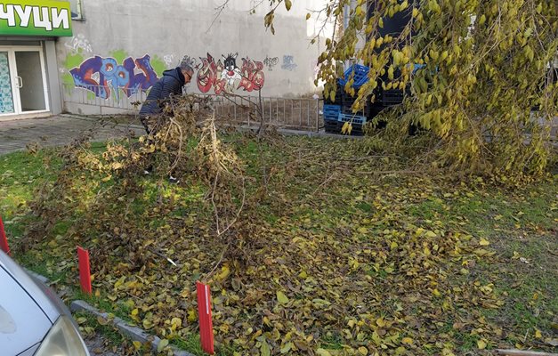 Мъж не издържа и разчисти клони от тротоара на бул. "Шести септември".