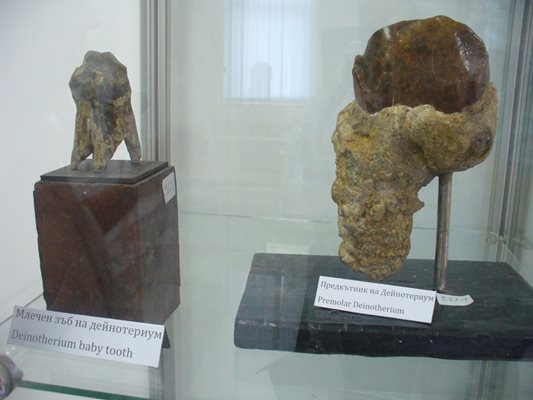 Зъби на древни животни, изложени в музея.
