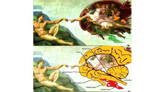 ЗАГАДКА: Микеланджело разполага Създателя и Адам в двете половини на мозъка.