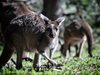 Тийнейджър прегазил умишлено 20 кенгурута в Австралия