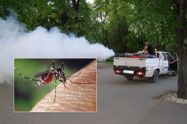 Безсмъртни комари нападат Пловдив