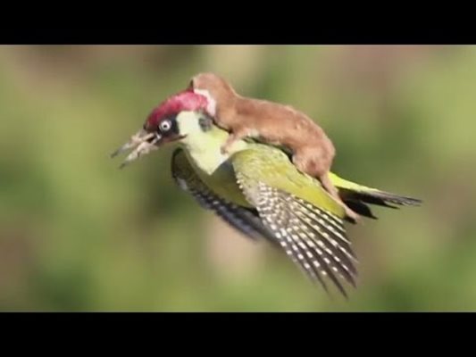 Уникална снимка: Кълвач лети с невестулка на гърба си