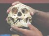Учени показаха произхода на „хобитите” от Индонезия