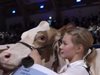 Най-красивата крава в Германия излиза в отпуск по майчинство