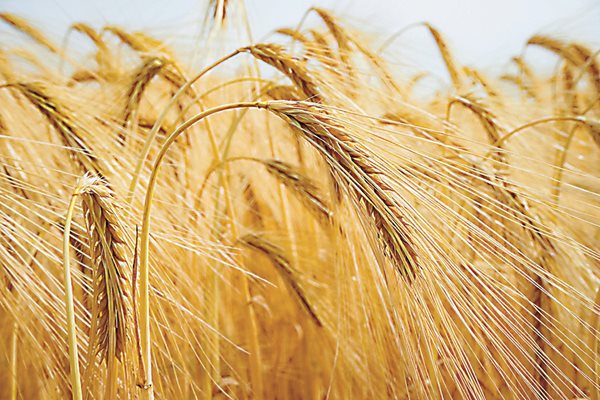 Средно по 650 кг пшеница от декар прибират зърнопроизводителите в Разградска област