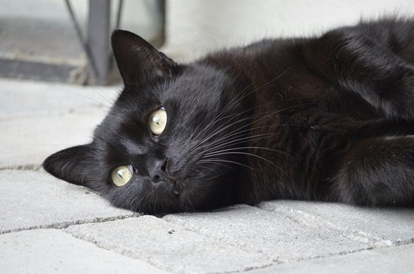 Черна котка
СНИМКА: ПИКСАБЕЙ