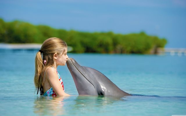 Хората обожават делфините
