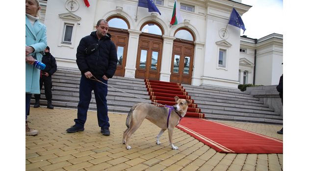 Преди половин година кучето посрещна на червения килим депутатите и се превърна в 241-ия "депутат"