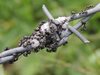 Мравките жертват болните в колонията, за да спрат разпространението на зараза