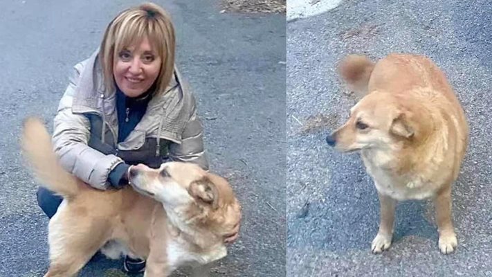 Хвърлиха отрова в двора на Мая Манолова и убиха кучето ѝ