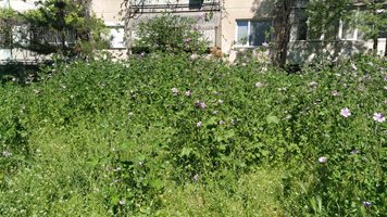 Треви до кръста в Пловдив – комари вече бръмчат, кърлежи хапят (снимки)