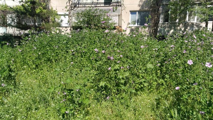 Трева до кръста е поникнала между блоковете на бул. "Копривщица" в Пловдив.