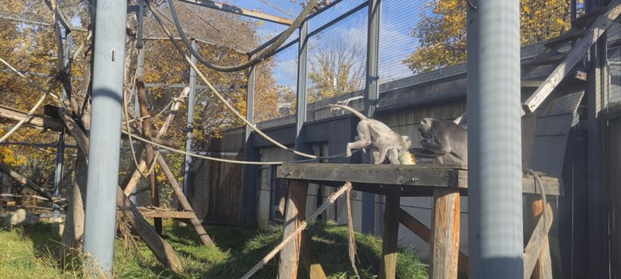 Днес обитателите на сектор "Примати" в зоопарка, получиха тематично средово обогатяване Снимка: Фейсбук/Зоологическа градина София / Sofia Zoo