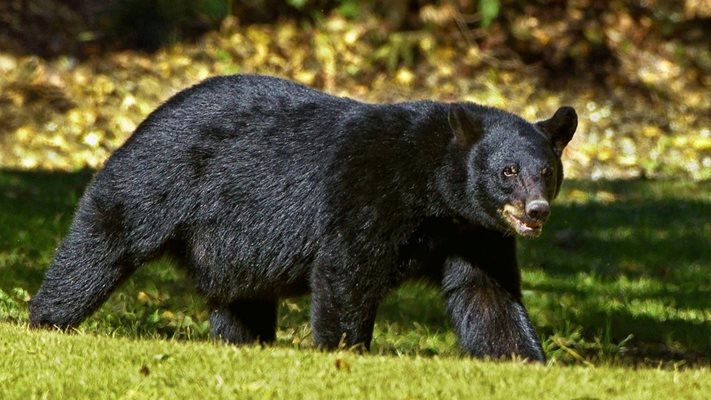 Ловец в САЩ почина, след като върху него падна мечка