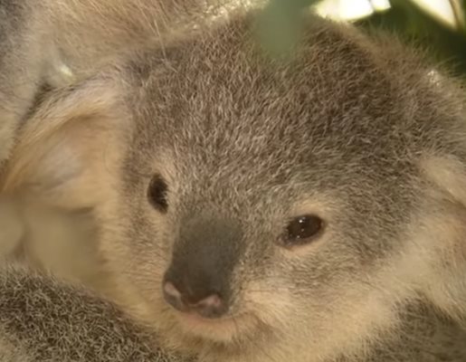 8-месечната коала Талоу  Кадър: youtube/7 NEWS Australia