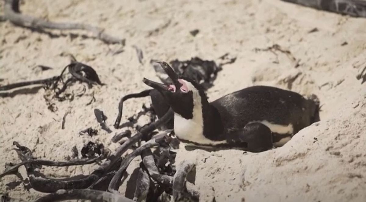 Масова смърт на пингвини в Кейптаун (Видео)