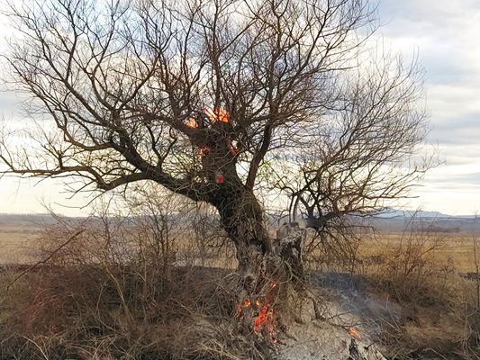Живо дърво е обхванато от пламъците.
