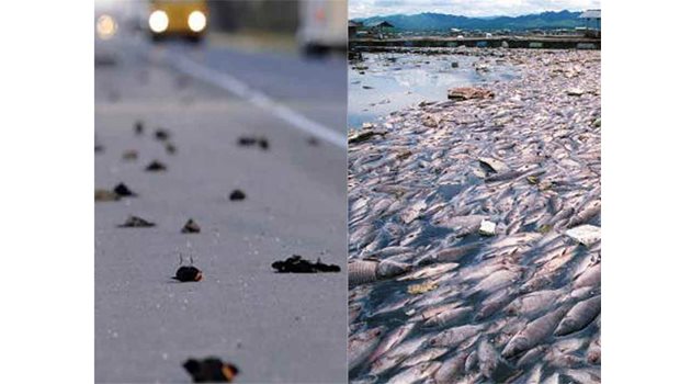ВЛЯВО: Мъртви птици в Луизиана. Картината напомня началните сцени от филма "Ядрото". 
ВДЯСНО: Река Арканзас се препълни с телата на повече от 100 000 риби.