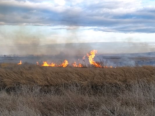 Десетки огньове са запалени по полето край Чалъкови.