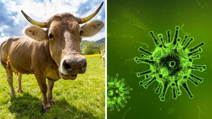 За първи път в историята: Крави заразиха човек с птичи грип в Тексас