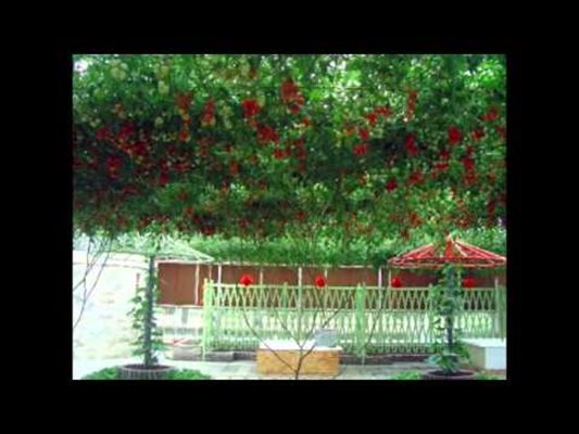 Уникално дърво ражда по тон и половина домати годишно (Видео)