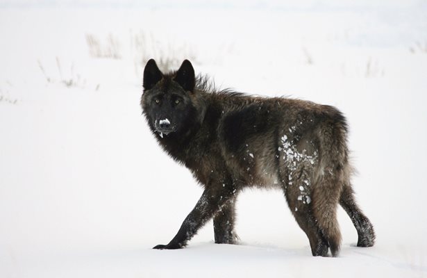 Черните вълци са описвани като свирепи хищници