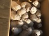 Овчарско куче роди 17 малки в Калифорния (снимки)