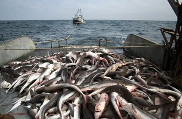 ЕК обяви квотите за риболов в Черно и Средиземно море. Снимка Архив