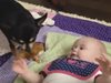 Кучета и бебета играят заедно. Няма по-забавно видео (видео)