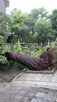 Големи дървета изкорени бурята в Пловдив.