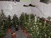 Разкриха оранжерия за марихуана
 в пазарджишко село