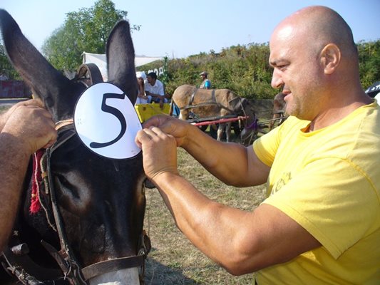 Местният бизнесмен Деян Георгиев отглежда във фермата си 90 коня и 24 магарета. На хора като него се разчита да съхранят традицията на магарешките кушии.