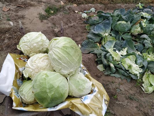 Стопаните на село, които са си отгледали зеле, са най-много на сметка, защото знаят, че не са го торили.