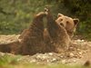 Стара Загора ще има 60 дка парк за свободно отглеждане на мечки
