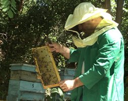 Опитните пчелари са особено внимателни, за да не разсърдят жилещите насекоми
Снимка: Архив